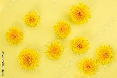 bright dandelion flowers on a yellow background