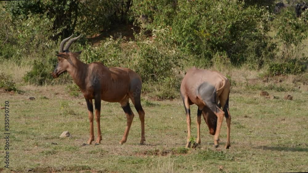 Two African topi antelope in the Maasai Mara Reserve in Kenya. Two African topi antelope in the Maasai Mara Reserve in Kenya.