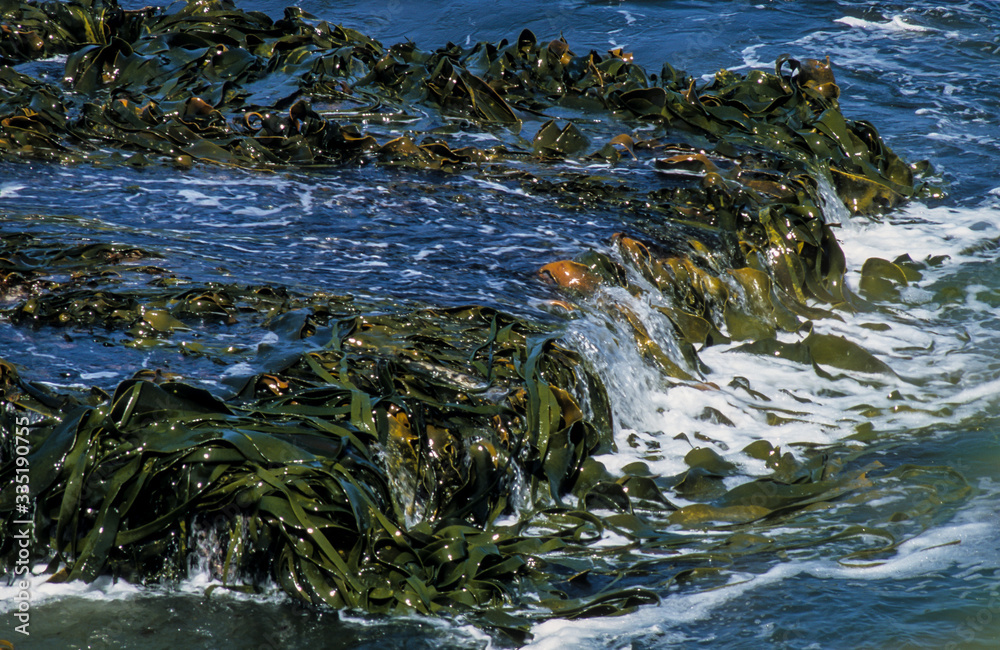 Algue géante, Macrocystis pyrifera, Iles Falkland, Iles Malouines Algue géante, Macrocystis pyrifera, Iles Falkland, Iles Malouines