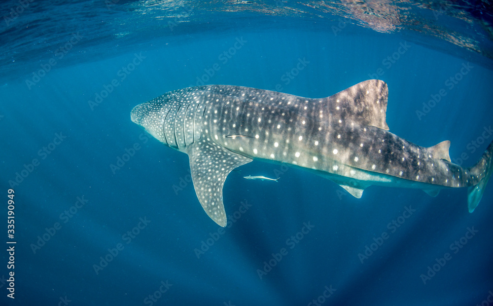 Fototapeta premium Whale Shark Swimming in Clear Blue Water in the Wild