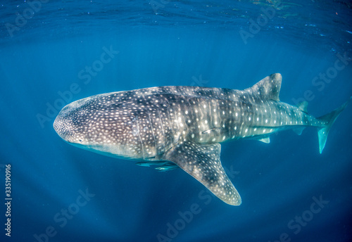 Whale Shark Swimming in Clear Blue Water in the Wild