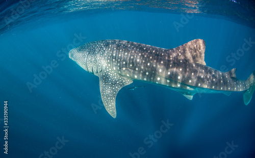 Whale Shark Swimming in Clear Blue Water in the Wild © Aaron