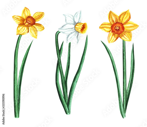 Fototapeta Naklejka Na Ścianę i Meble -  Set of watercolor narcissus isolated on white background. Flower illustration for greeting cards, wedding invitations, floral poster and decorations.