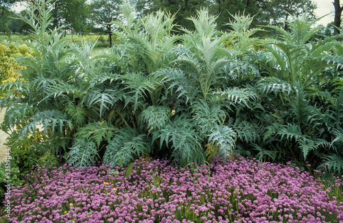 Artichaut, Cynara scolymus photo