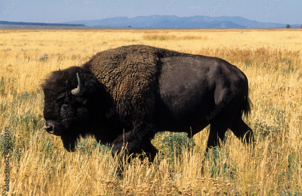 Bison d'Amérique, Bison bison, Parc national du Yellowstone , USA