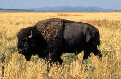 Bison d'Amérique, Bison bison, Parc national du Yellowstone , USA