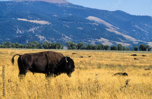 Bison d'Amérique, Bison bison, Parc national du Grand Teton , USA