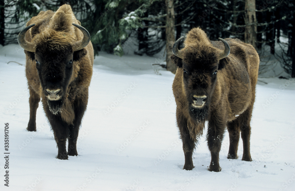 Bison d'Europe, Bison bonasus Bison d'Europe, Bison bonasus
