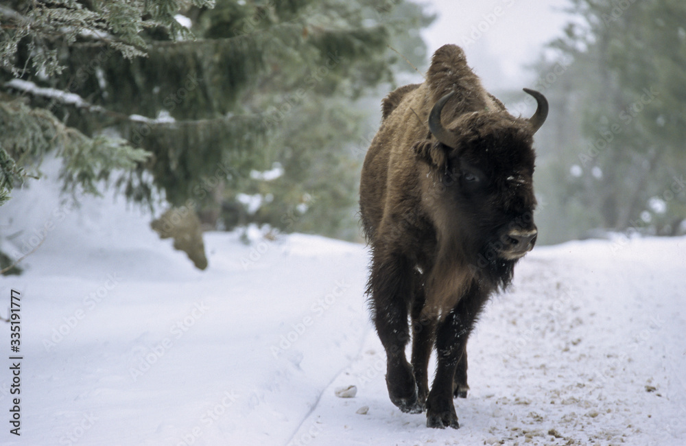 Bison d'Europe, Bison bonasus Bison d'Europe, Bison bonasus