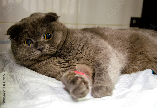 British cat with bandaged paw