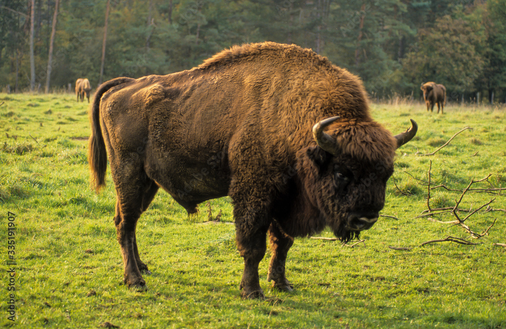 Bison d'Europe, Bison bonasus