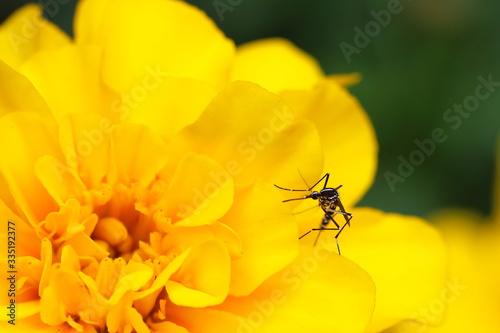 노란꽃 위의 모기