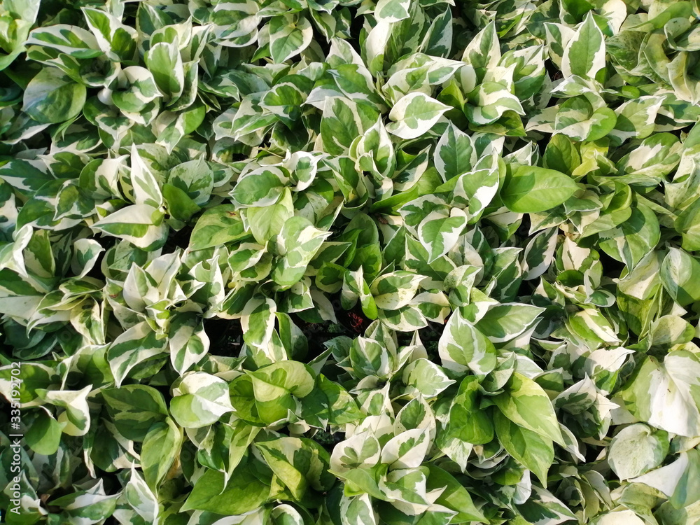 Obraz premium Top view green leaf background