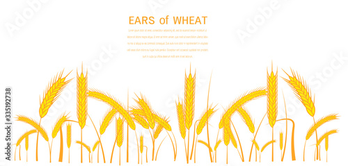 Vector silhouette of wheat. Wheat in the field on a white background
