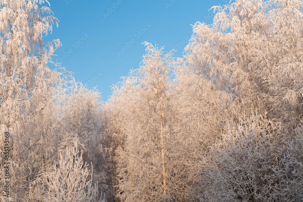 Winter landscape with snowy trees and blue sky