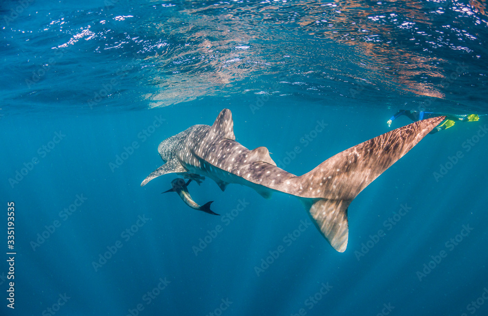 Naklejka premium Whale Shark Swimming in the Wild in Clear Blue Water 