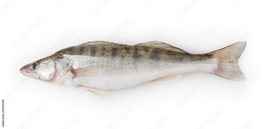 Fresh pike perch isolated on white background with clipping path Fresh pike perch isolated on white background with clipping path
