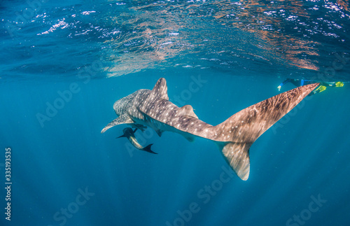 Whale Shark Swimming in the Wild in Clear Blue Water  © Aaron