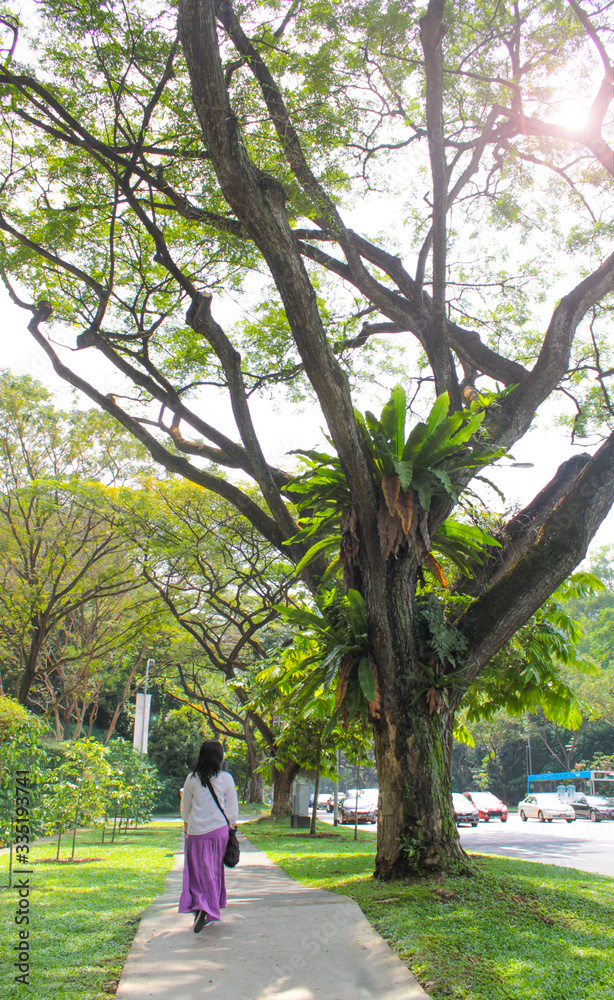 Pedestrian walkways in the metropolis with big, shady trees Pedestrian walkways in the metropolis with big, shady trees