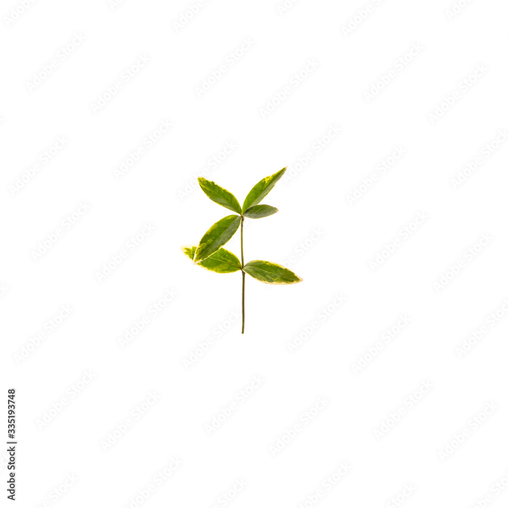 Green leaf isolated on white background. Bright flower top view. Spring, summer, autumn flora. Plant on color table concept Green leaf isolated on white background. Bright flower top view. Spring, summer, autumn flora. Plant on color table concept