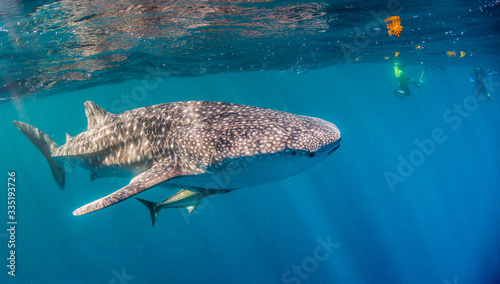 Whale Shark Swimming in the Wild in Clear Blue Water 