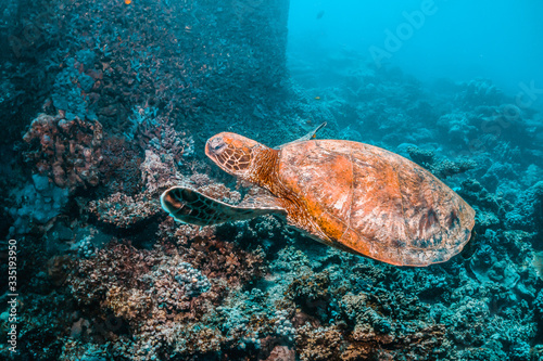 Green Sea Turtle Swimming Among Colorful Coral Reef