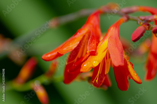 Orange flowers in bloom with heavy defocus. Spring