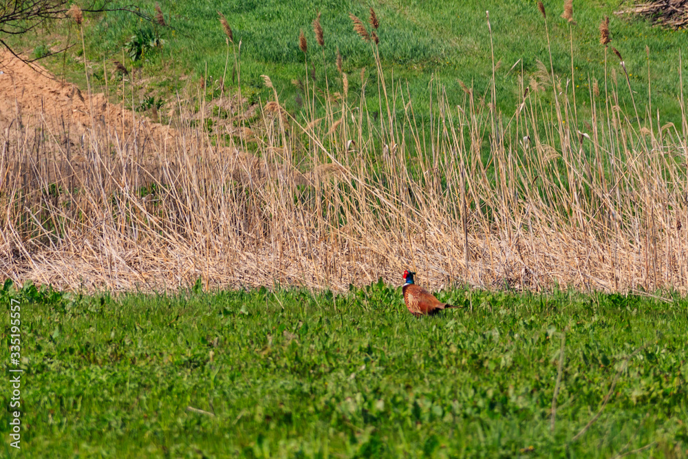 Pheasant in green grass on a meadow Pheasant in green grass on a meadow