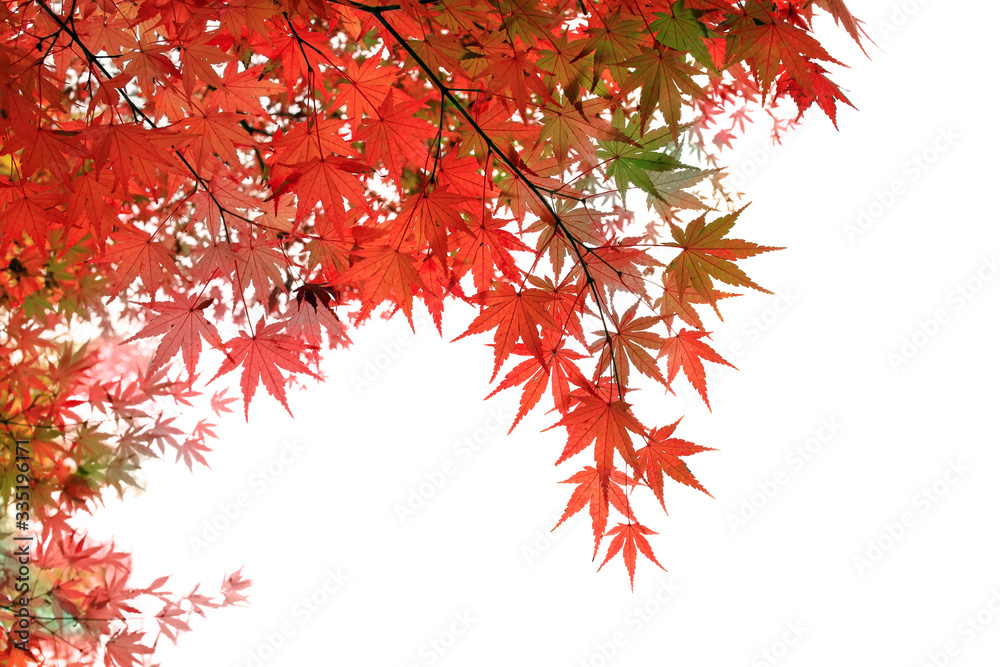 Creative layout made of red maple isolated on white background, clipping path included. Creative layout made of red maple isolated on white background, clipping path included.