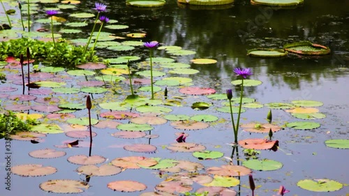 We can see a lot of beautiful lotus flowers at the lotus flowers festival held in beginning of July every year in Gungnamji Pond, Buyeo-gun, Chungcheongnam-do, South Korea. photo