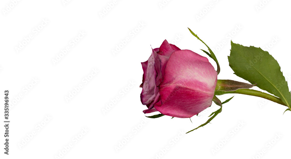gorgeous pink rose close up. surprisingly beautiful rose flower on white background. single flower, top view