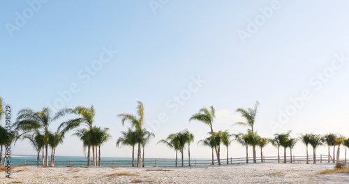 row of palm trees on sunny day on the beach of gulf coast orange beach alabama © lightrapture