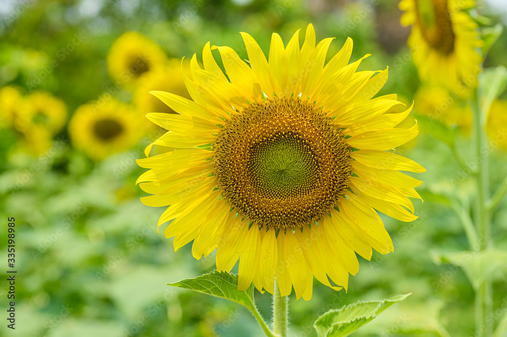sunflower in the field sunflower in the field