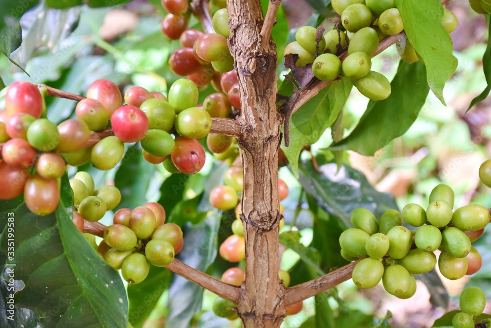 Coffee berries on tree and branch in forest. Coffee berries on tree and branch in forest.