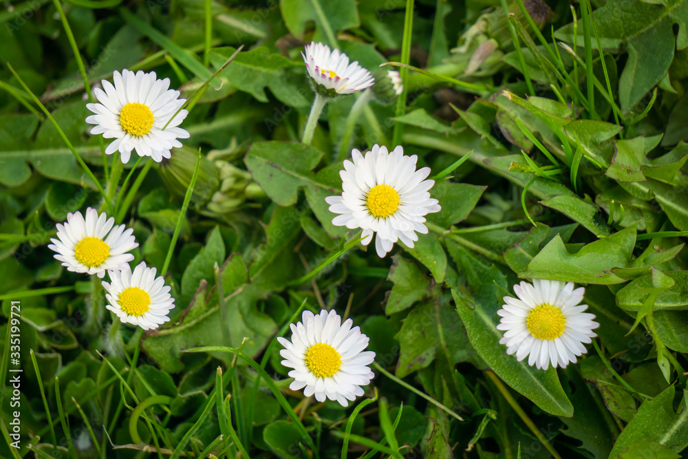 a group of daisies in the meadow on a spring day