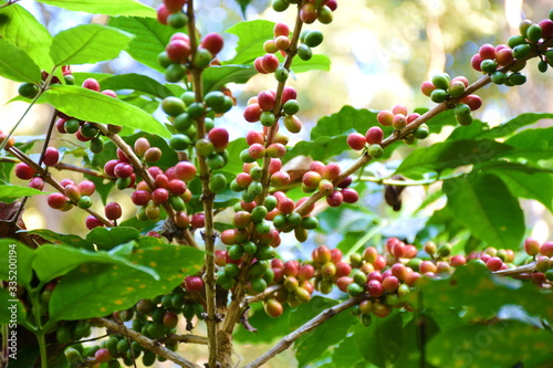 Coffee berries on tree and branch in forest.