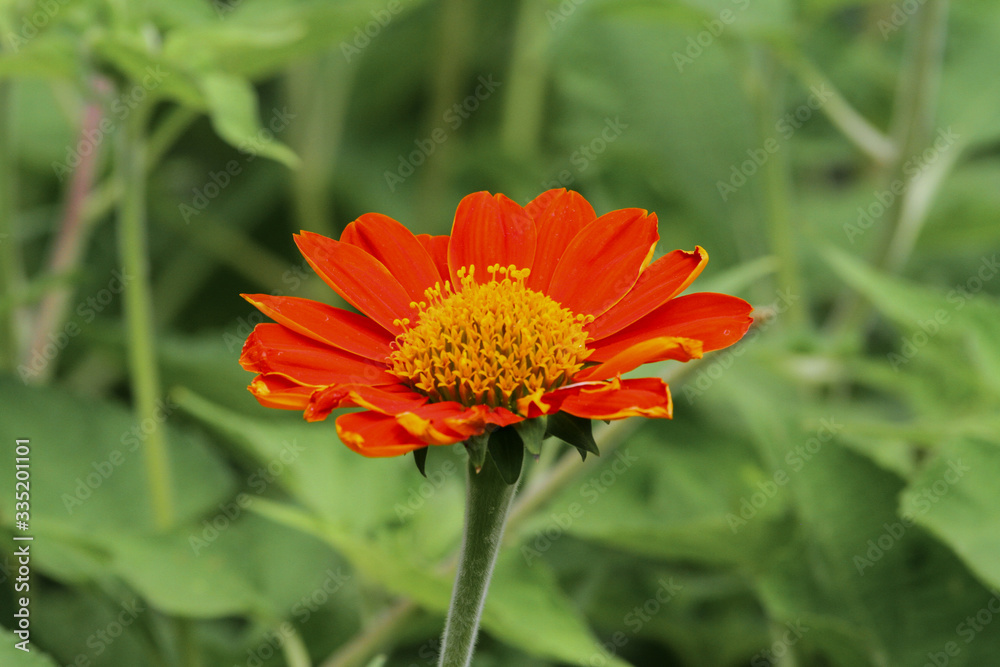 The orange and yellow flower on green nature at garden thailand The orange and yellow flower on green nature at garden thailand