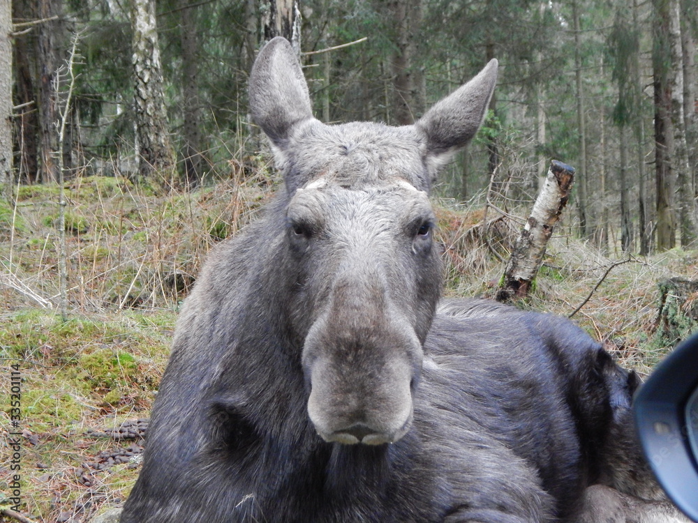 donkey in a farm donkey in a farm