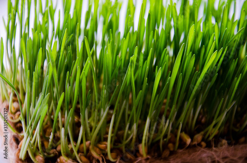 Close-up of young growing wheat leaves