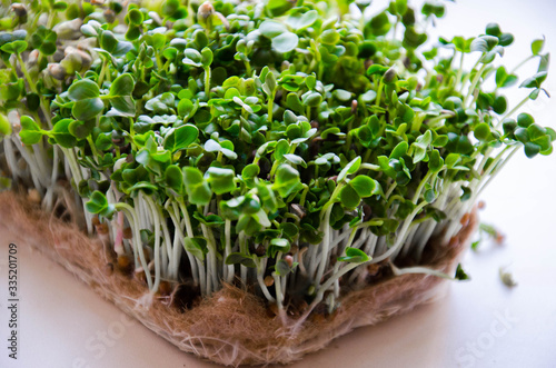 Close-up of small radish microgeens photo