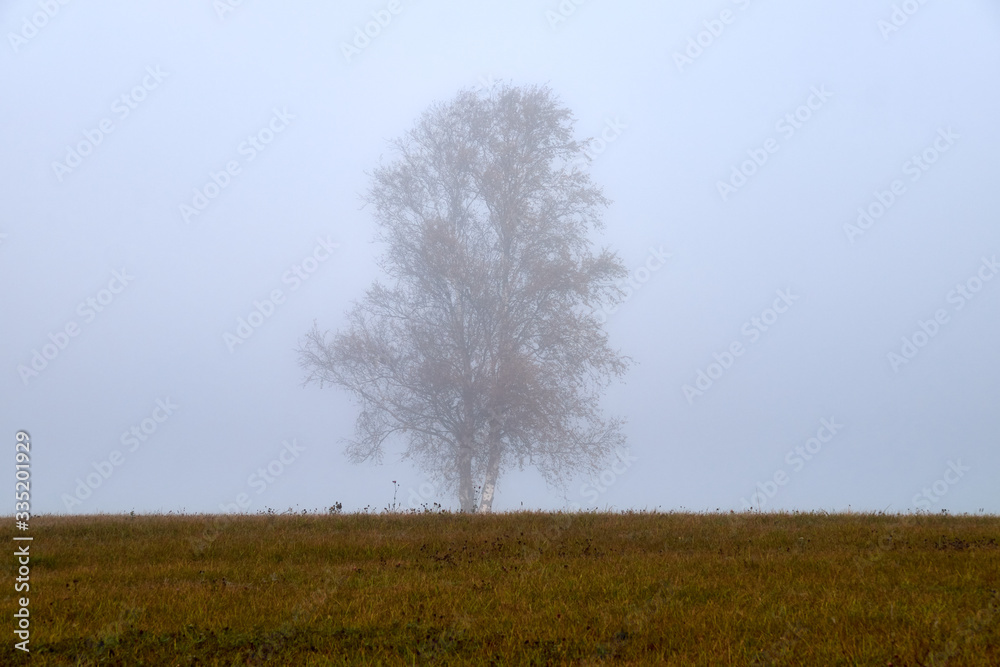 Fototapeta premium Autumn fog in Lithuania.