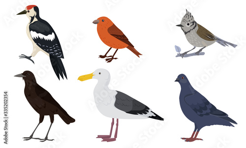 Different kinds of city birds vector illustration