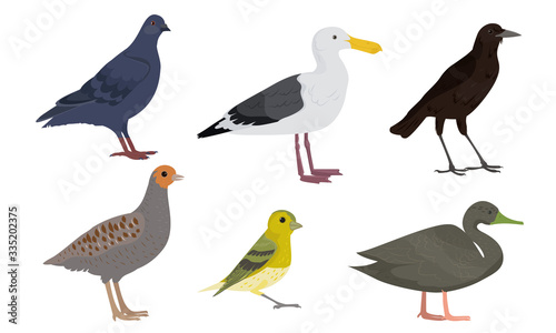 Set of Different types of city birds vector illustration