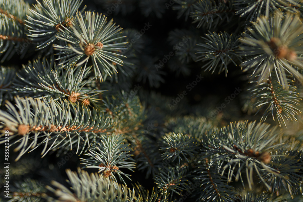 Colorado blue spruce or bluish fir branches texture. Soft focused shot