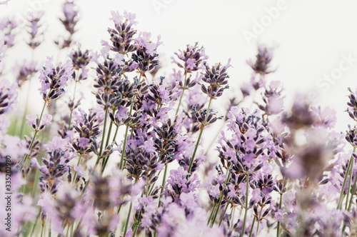 Close up of lavender flower in spring, violett, green, purple, blue, bee, nectar