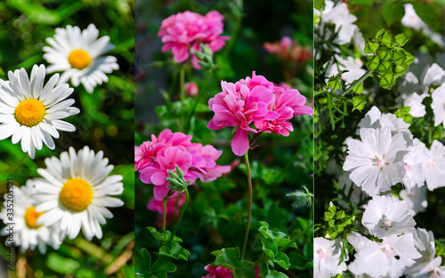 Fototapeta Naklejka Na Ścianę i Meble -  Collage of different garden flower as chamomile and geranium for beautiful nature background.