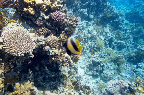 Colorful coral reef at the bottom of tropical sea, hard corals and bannerfish, underwater landscape