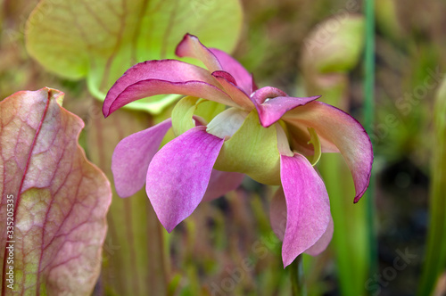 Sydney Australia, close-up of a mauve flower of a pitfall plant photo