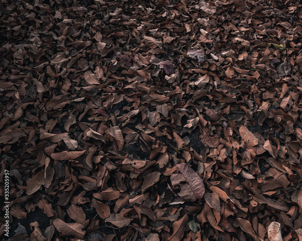 dry leaves on the ground on the mountain in falling season, Thailand. dry leaves on the ground on the mountain in falling season, Thailand.
