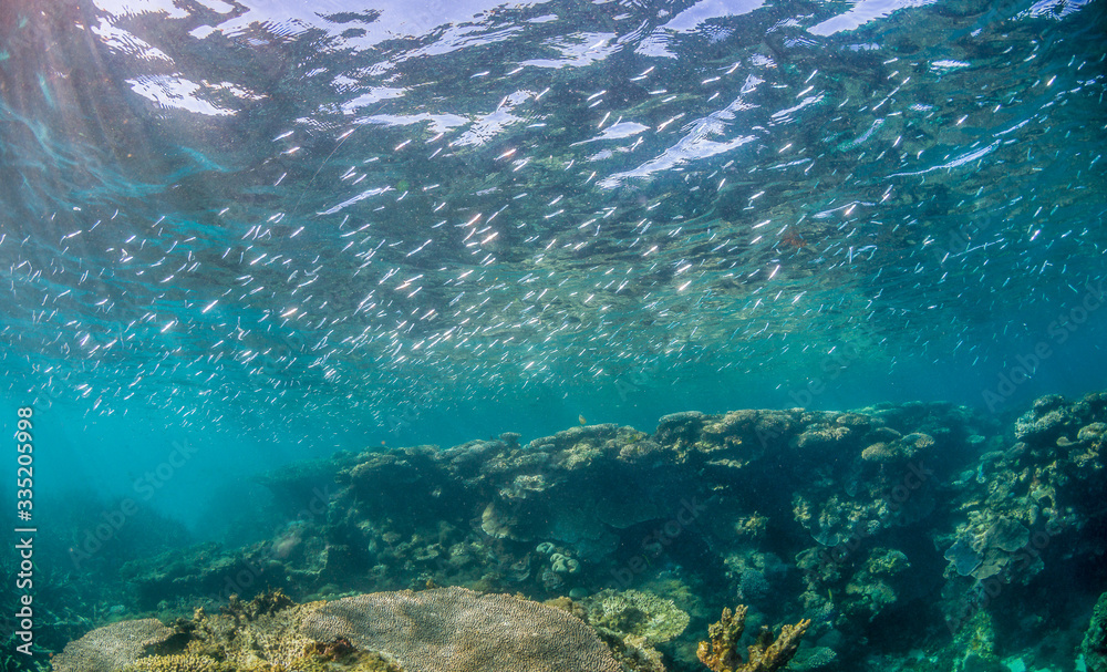 Schooling Fish Swimming Above Coral Reef in Clear Blue Water